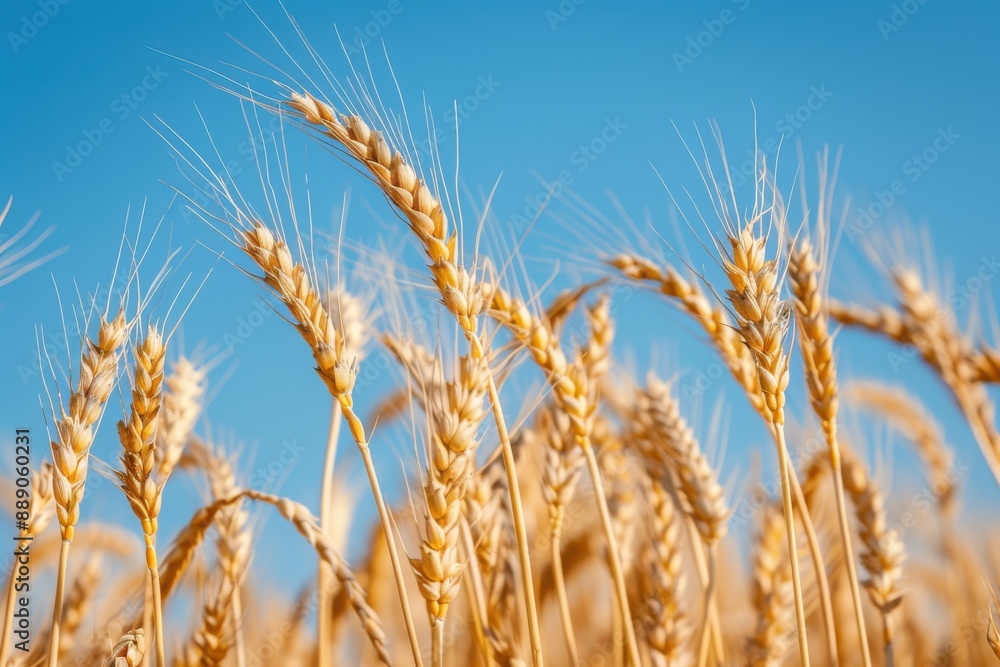 Golden wheat ears swaying gently against a clear blue sky, highlighting the details of the ripe grains Golden wheat ears swaying gently against a clear blue sky, highlighting the details of the ripe grains