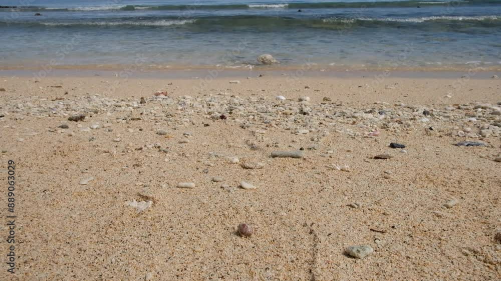 Two hermit crabs crawling towards the sea against a background of clear sea water at Dolok Oan Beach in Dili, Timor Leste.