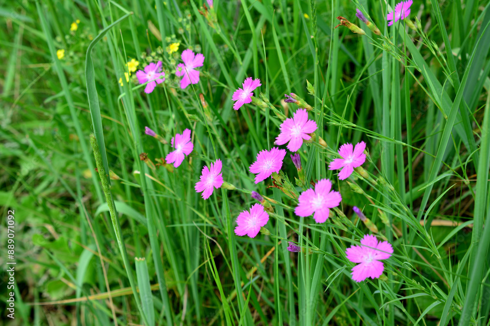 a chain of blooming carnation flowers in the grass wallpaper a chain of blooming carnation flowers in the grass wallpaper
