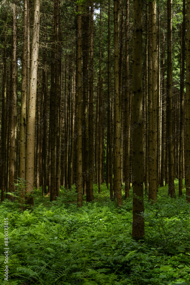Obraz premium Enchanting forest with lush trees, sunbeams filtering through the foliage, and a peaceful atmosphere. A perfect natural escape, rich in biodiversity, serenity, and the magic of the wild