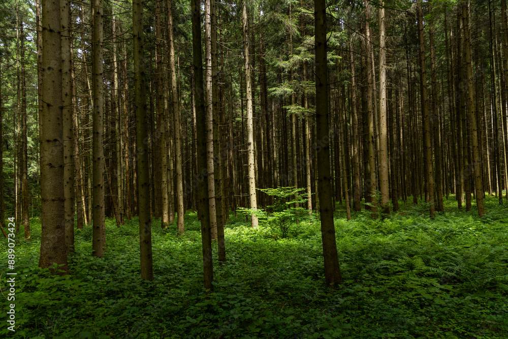 Fototapeta premium Enchanting forest with lush trees, sunbeams filtering through the foliage, and a peaceful atmosphere. A perfect natural escape, rich in biodiversity, serenity, and the magic of the wild