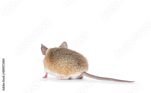 Cute light brown Cairo spiny mouse aka acomys cahirinus, standing side ways. Looking away from camera without face. Isolated on a white background. photo