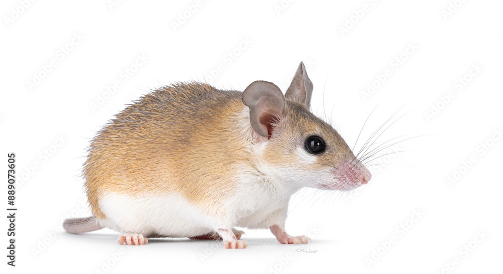 Cute light brown Cairo spiny mouse aka acomys cahirinus, standing side ways. Looking straight ahead side ways showing profile. Isolated on a white background. Cute light brown Cairo spiny mouse aka acomys cahirinus, standing side ways. Looking straight ahead side ways showing profile. Isolated on a white background.