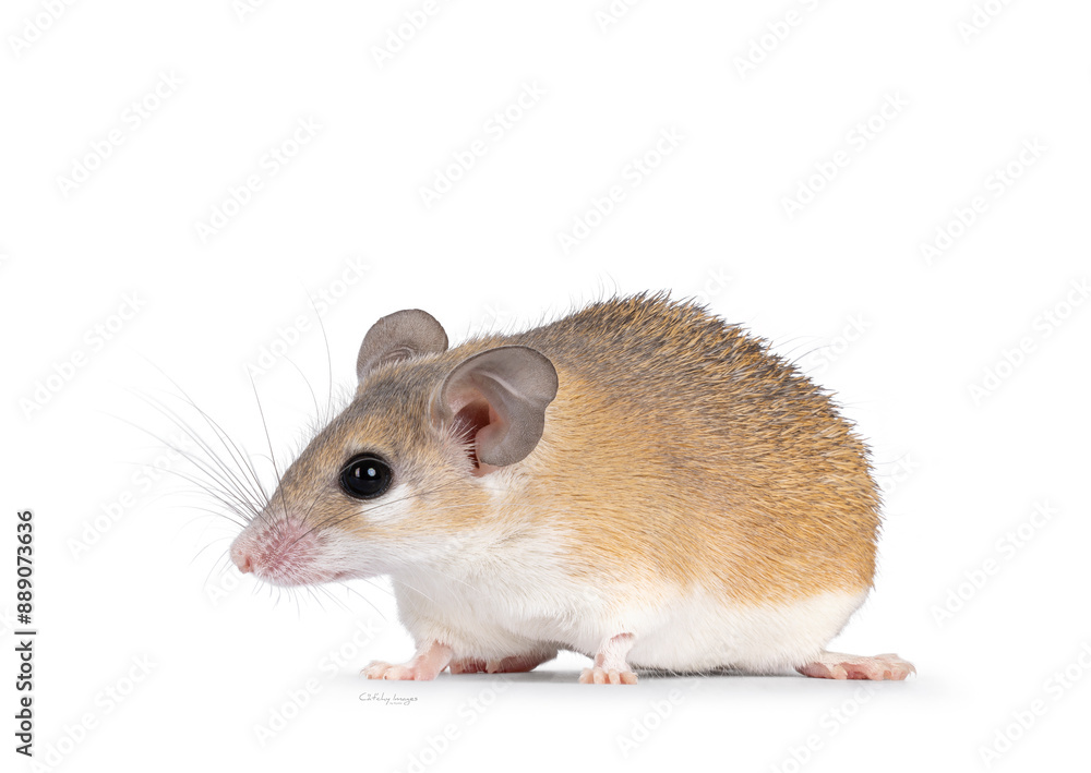 Cute light brown Cairo spiny mouse aka acomys cahirinus, standing side ways. Looking straight ahead side ways showing profile. Isolated on a white background. Cute light brown Cairo spiny mouse aka acomys cahirinus, standing side ways. Looking straight ahead side ways showing profile. Isolated on a white background.