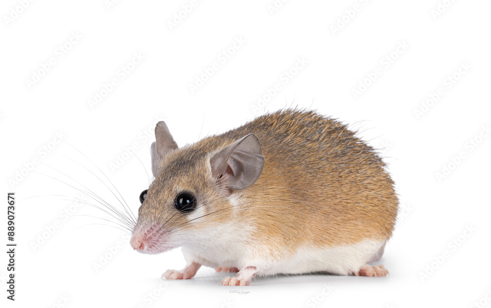 Cute light brown Cairo spiny mouse aka acomys cahirinus, standing side ways. Looking straight ahead side ways showing profile. Isolated on a white background. Cute light brown Cairo spiny mouse aka acomys cahirinus, standing side ways. Looking straight ahead side ways showing profile. Isolated on a white background.