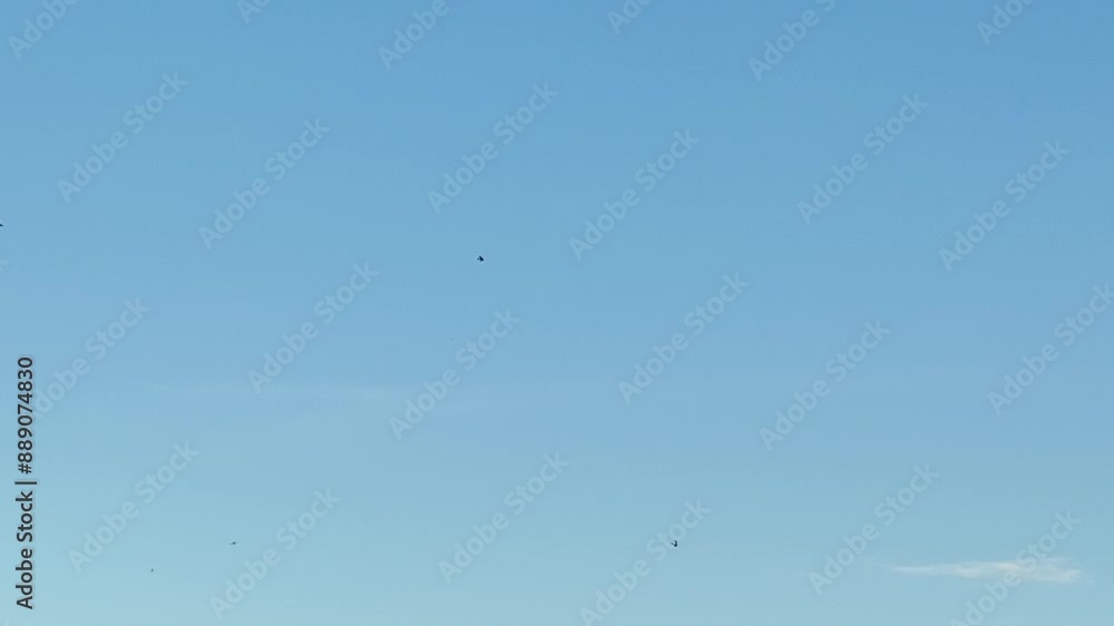 sky, flying, bird, blue, freedom, nature sky, flying, bird, blue, freedom, nature