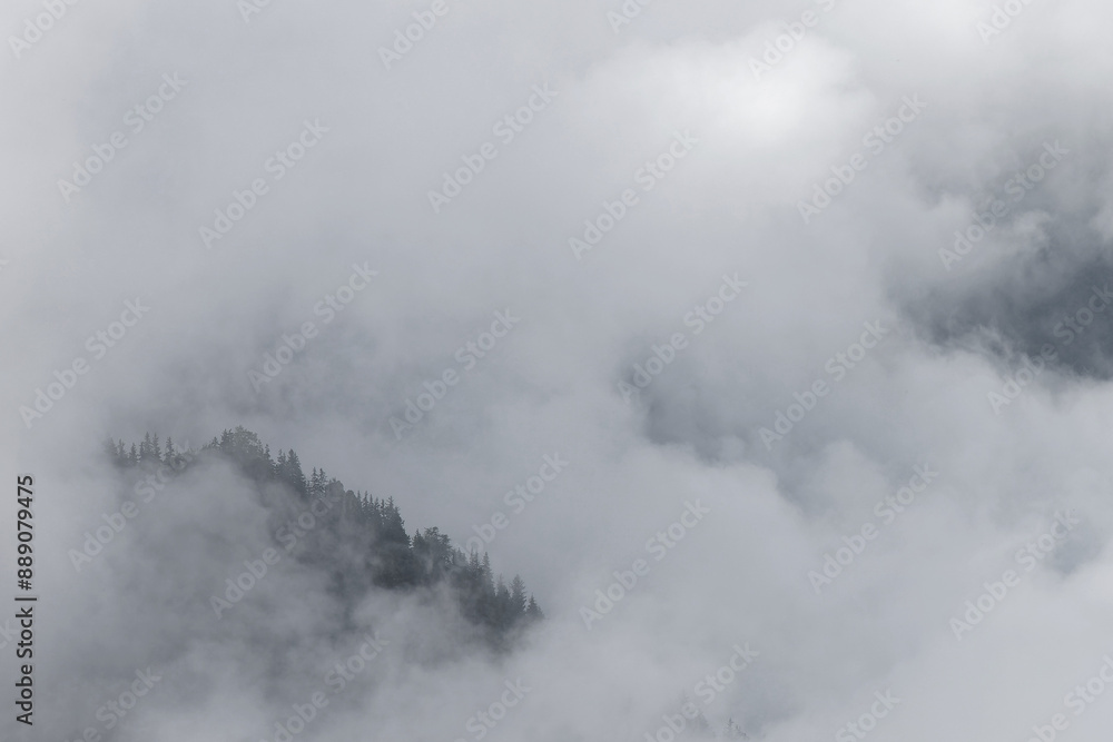 Fototapeta premium Some trees of the mountain forest appear through the clouds that cover the slopes