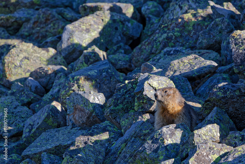 A houndog watches over the surroundings in the rocks at dawn