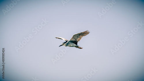 Black-crowned Night Heron