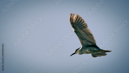 Black-crowned Night Heron