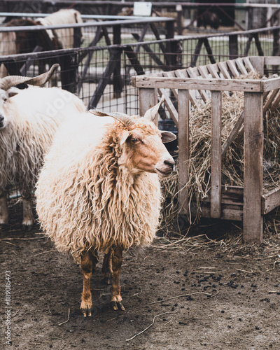 A beautiful specimen of the goat racka