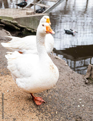 A gorgeous domestic goose of white color