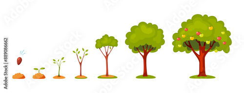 Life cycle of tree. Stylized plant, germination, growth proses, flowering and fruiting, horticultural crop, agriculture and gardening, stages from seedling to harvest vector cartoon flat concept