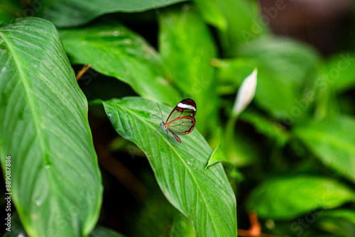 butterfly greta oto on leaf photo