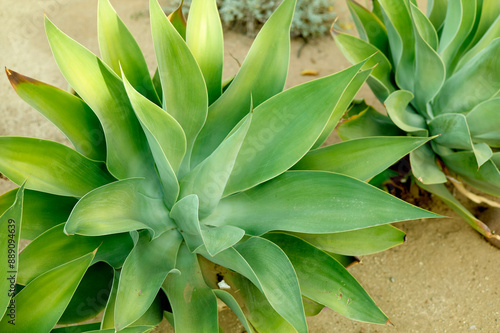 Green succulent plants with thick, fleshy leaves growing in sandy soil. photo