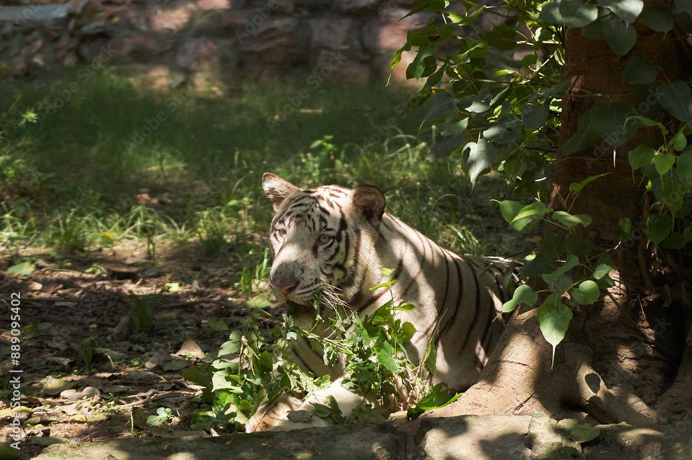 Melanistic Bengal Tiger, albino Tiger in Jungle Melanistic Bengal Tiger, albino Tiger in Jungle
