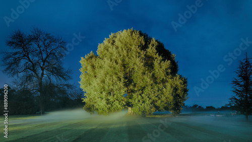 Backlit tree in a misty park during twilight with rays of light casting dramatic shadows on the grass.