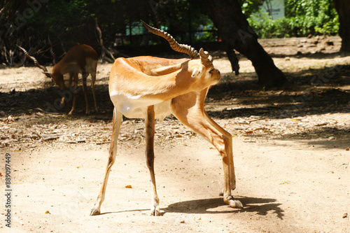 The blackbuck (Antilope cervicapra), the Indian antelope in captive in zoo in india photo