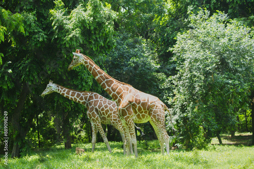Photography Giraffes in Captive in zoo in india