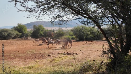 Wild Antelopes At Pilanesberg National Park North West South Africa. Wildness Safari Scene Of Game Drive With Big Five Animals. Nature Dramatic Sky Sky Forest. Nature Panoramic.