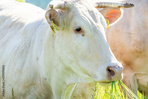 White cow eating grass in a sunlit field. photo