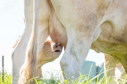 Close-up view of a cow's udder ready for milking, with sunlight and green grass in the background. photo