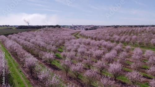 Aerial view of blooming almond trees in orchard fields, Odivelas, Portugal. photo