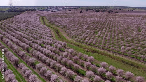 Aerial view of blooming almond trees in spring, Odivelas, Beja, Portugal. photo