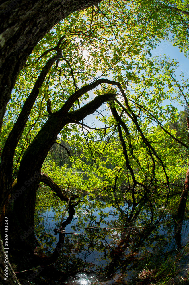 Obraz premium Green forest reflected in the calm water of the lake, beauty in nature.