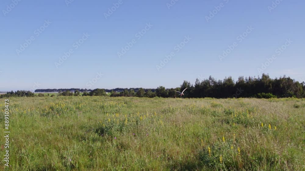 Aerial view of meadow with stork, grass, and wildflowers, Zambujeira do Mar, Portugal. Aerial view of meadow with stork, grass, and wildflowers, Zambujeira do Mar, Portugal.