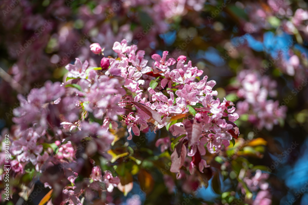 Close-Up of Tree With Pink Flowers. Background with selective focus and copy space. Close-Up of Tree With Pink Flowers. Background with selective focus and copy space.