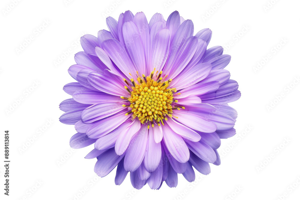 Purple aster flower isolated on transparent background Purple aster flower isolated on transparent background