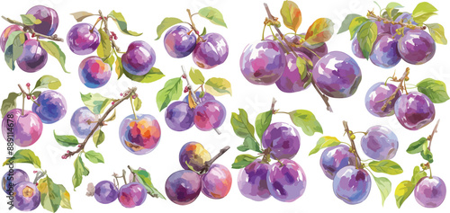 plum watercolor clipart