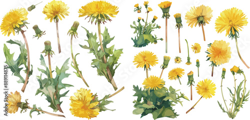 dandelion green watercolor clipart
