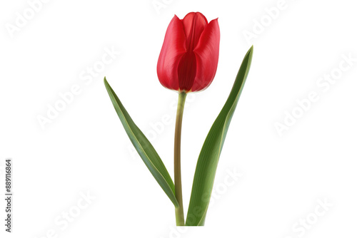 Red tulip flower isolated on transparent background