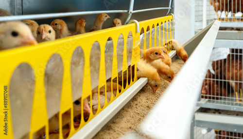 Iso brown chicks eating food from dispenser in cage in a poultry farm. Layer farm chicks. photo