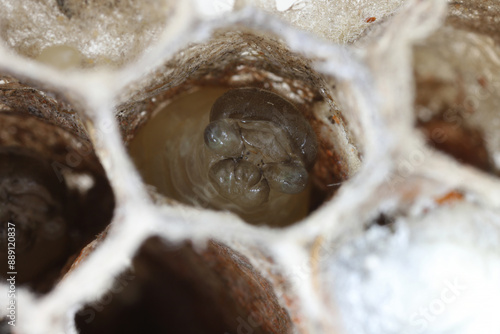 Detailed macro shot of european paper wasp (Polistes dominula). Larva inside the nest. photo