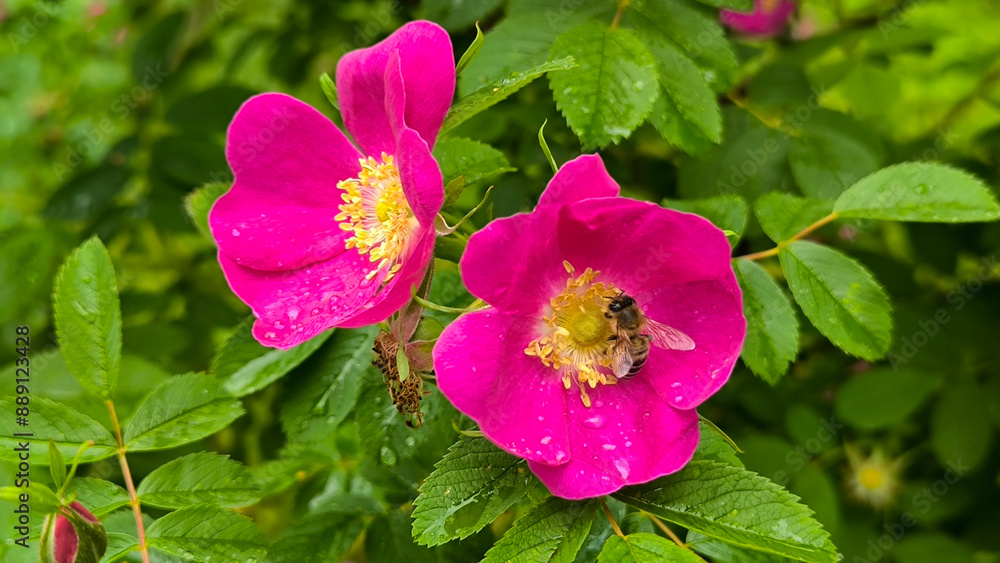 Obraz premium colorful blooming bushes of roses in the park