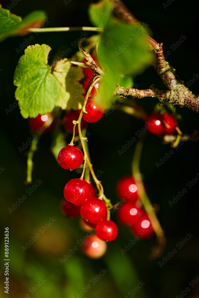 Branch of ripe red currant in a home garden Branch of ripe red currant in a home garden
