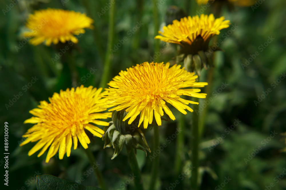 meadow with blooming dandelions meadow with blooming dandelions