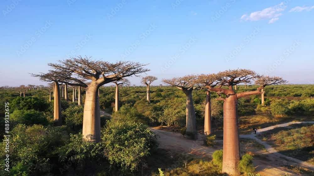 Majestic Baobab Silhouettes at Sunset in Madagascar. A breathtaking sunset illuminates the sky behind a grove of towering baobab trees. Majestic Baobab Silhouettes at Sunset in Madagascar. A breathtaking sunset illuminates the sky behind a grove of towering baobab trees.