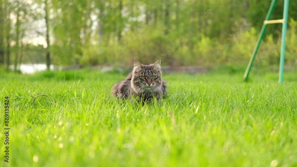 Graceful Gray Tabby Cat walking on green grass meadow. Funny little cat outdoors. Beautiful grey feline is in a lawn outside. Kitten walks looking to camera. Backyard, summer day. Animal in the nature Graceful Gray Tabby Cat walking on green grass meadow. Funny little cat outdoors. Beautiful grey feline is in a lawn outside. Kitten walks looking to camera. Backyard, summer day. Animal in the nature