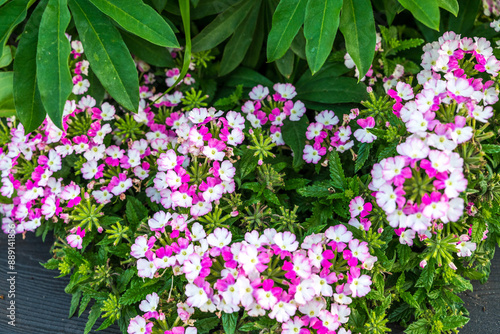 Wallpaper Mural garden flowerbed Torontodigital.ca