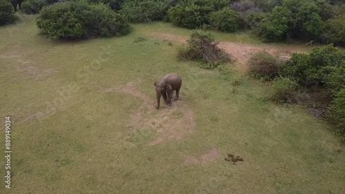 Angry Elephant Eating by Removing Grass from Its Legs