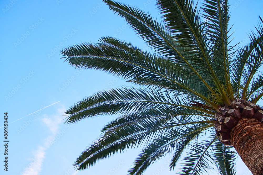 Fototapeta premium Palmen aus der Froschperspektive