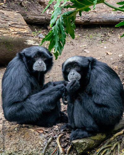 chimpanzees sitting and eating