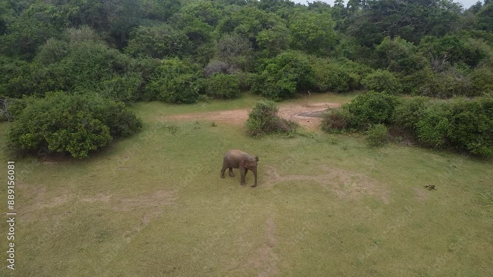 Elephant Eating Near Forest, Removing Grass from Legs Elephant Eating Near Forest, Removing Grass from Legs