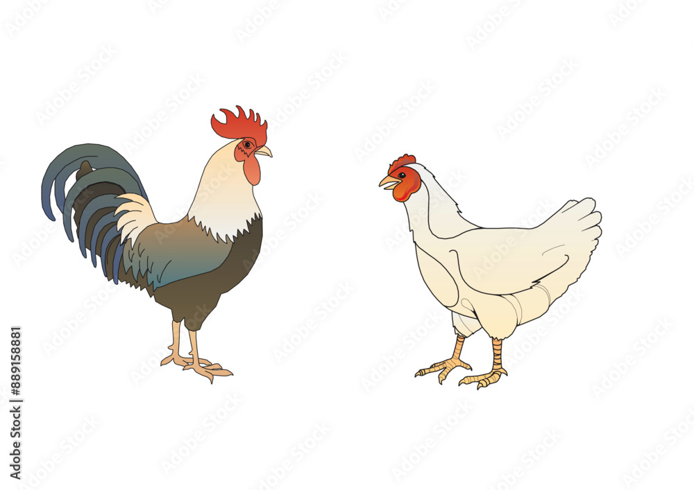 rooster and chicken rooster and chicken