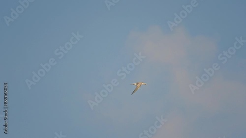 Greater crested tern in flight with a fish in the beak in the morning light in slow motion. photo