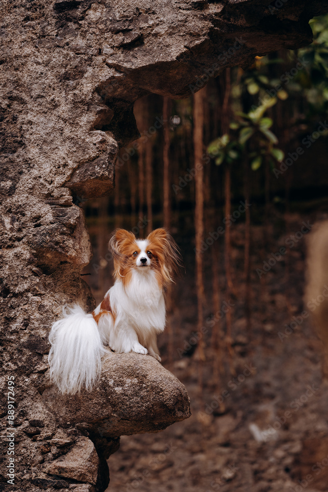 beautiful dog papillon puppy with big ears poses and looks into the camera and away in nature on the background of greenery in the park garden, among the trees old ruins sights and castles beautiful s beautiful dog papillon puppy with big ears poses and looks into the camera and away in nature on the background of greenery in the park garden, among the trees old ruins sights and castles beautiful s